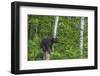 Minnesota, Sandstone, Black Bear Cub on Tree Stump-Rona Schwarz-Framed Photographic Print