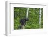 Minnesota, Sandstone, Black Bear Cub on Tree Stump-Rona Schwarz-Framed Photographic Print