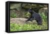 Minnesota, Sandstone, Black Bear Cub with Leaf in Mouth-Rona Schwarz-Framed Stretched Canvas