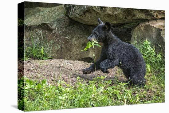 Minnesota, Sandstone, Black Bear Cub with Leaf in Mouth-Rona Schwarz-Stretched Canvas