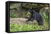 Minnesota, Sandstone, Black Bear Cub with Leaf in Mouth-Rona Schwarz-Framed Stretched Canvas