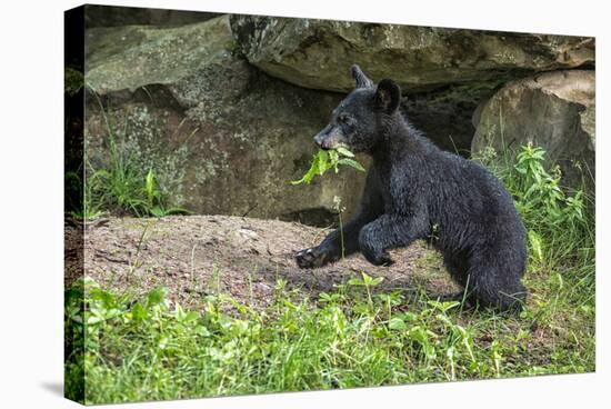 Minnesota, Sandstone, Black Bear Cub with Leaf in Mouth-Rona Schwarz-Stretched Canvas