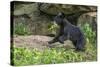 Minnesota, Sandstone, Black Bear Cub with Leaf in Mouth-Rona Schwarz-Stretched Canvas