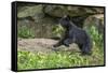 Minnesota, Sandstone, Black Bear Cub with Leaf in Mouth-Rona Schwarz-Framed Stretched Canvas