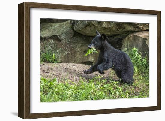 Minnesota, Sandstone, Black Bear Cub with Leaf in Mouth-Rona Schwarz-Framed Photographic Print