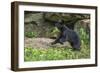 Minnesota, Sandstone, Black Bear Cub with Leaf in Mouth-Rona Schwarz-Framed Photographic Print