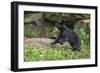 Minnesota, Sandstone, Black Bear Cub with Leaf in Mouth-Rona Schwarz-Framed Photographic Print