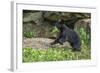 Minnesota, Sandstone, Black Bear Cub with Leaf in Mouth-Rona Schwarz-Framed Photographic Print