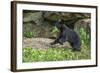 Minnesota, Sandstone, Black Bear Cub with Leaf in Mouth-Rona Schwarz-Framed Photographic Print