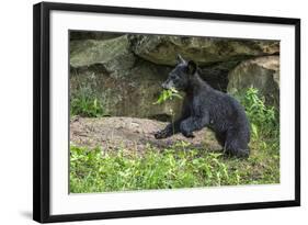 Minnesota, Sandstone, Black Bear Cub with Leaf in Mouth-Rona Schwarz-Framed Photographic Print