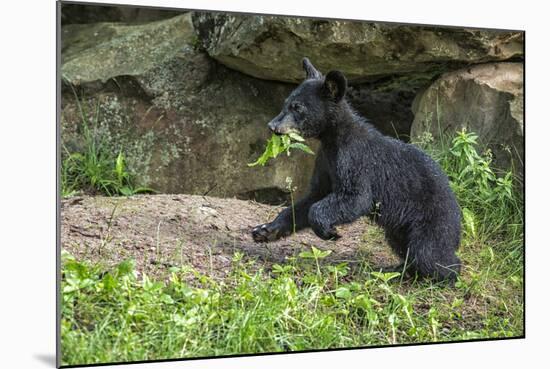 Minnesota, Sandstone, Black Bear Cub with Leaf in Mouth-Rona Schwarz-Mounted Photographic Print