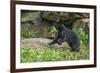 Minnesota, Sandstone, Black Bear Cub with Leaf in Mouth-Rona Schwarz-Framed Photographic Print