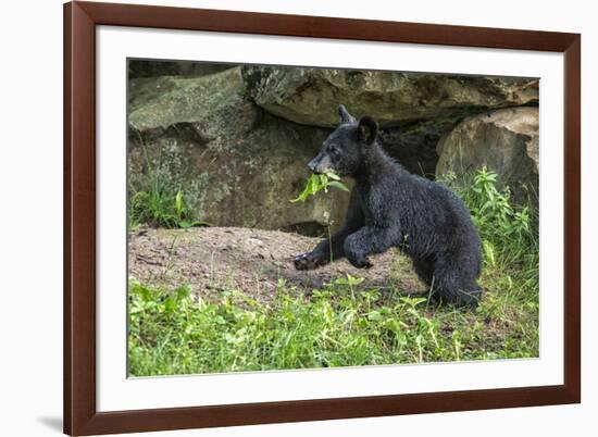 Minnesota, Sandstone, Black Bear Cub with Leaf in Mouth-Rona Schwarz-Framed Photographic Print