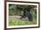 Minnesota, Sandstone, Black Bear Cub with Leaf in Mouth-Rona Schwarz-Framed Photographic Print