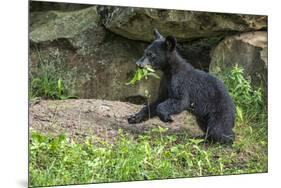 Minnesota, Sandstone, Black Bear Cub with Leaf in Mouth-Rona Schwarz-Mounted Photographic Print