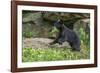 Minnesota, Sandstone, Black Bear Cub with Leaf in Mouth-Rona Schwarz-Framed Photographic Print