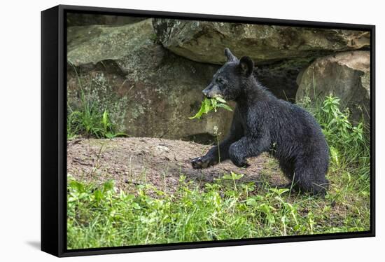 Minnesota, Sandstone, Black Bear Cub with Leaf in Mouth-Rona Schwarz-Framed Stretched Canvas