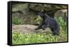 Minnesota, Sandstone, Black Bear Cub with Leaf in Mouth-Rona Schwarz-Framed Stretched Canvas