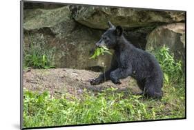 Minnesota, Sandstone, Black Bear Cub with Leaf in Mouth-Rona Schwarz-Mounted Photographic Print