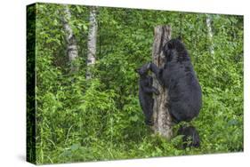 Minnesota, Sandstone, Black Bear Cub with Mother Climbing Tree Trunk-Rona Schwarz-Stretched Canvas