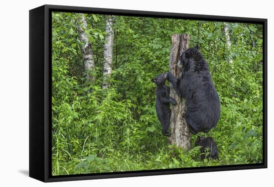 Minnesota, Sandstone, Black Bear Cub with Mother Climbing Tree Trunk-Rona Schwarz-Framed Stretched Canvas