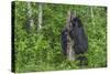 Minnesota, Sandstone, Black Bear Cub with Mother Climbing Tree Trunk-Rona Schwarz-Stretched Canvas