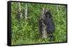 Minnesota, Sandstone, Black Bear Cub with Mother Climbing Tree Trunk-Rona Schwarz-Framed Stretched Canvas