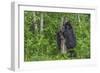 Minnesota, Sandstone, Black Bear Cub with Mother Climbing Tree Trunk-Rona Schwarz-Framed Photographic Print