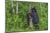 Minnesota, Sandstone, Black Bear Cub with Mother Climbing Tree Trunk-Rona Schwarz-Mounted Photographic Print