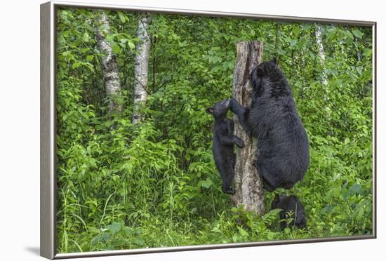 Minnesota, Sandstone, Black Bear Cub with Mother Climbing Tree Trunk-Rona Schwarz-Framed Photographic Print