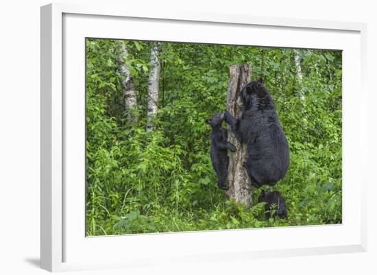 Minnesota, Sandstone, Black Bear Cub with Mother Climbing Tree Trunk-Rona Schwarz-Framed Photographic Print