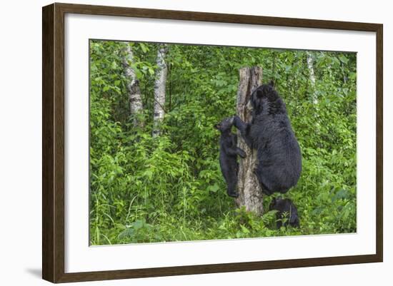 Minnesota, Sandstone, Black Bear Cub with Mother Climbing Tree Trunk-Rona Schwarz-Framed Photographic Print