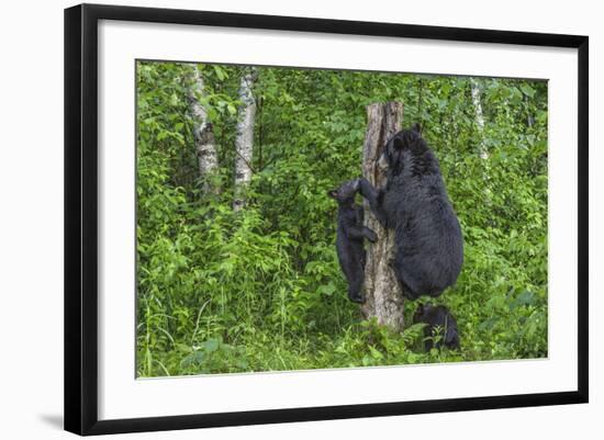 Minnesota, Sandstone, Black Bear Cub with Mother Climbing Tree Trunk-Rona Schwarz-Framed Photographic Print