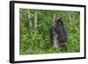 Minnesota, Sandstone, Black Bear Cub with Mother Climbing Tree Trunk-Rona Schwarz-Framed Photographic Print