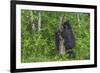 Minnesota, Sandstone, Black Bear Cub with Mother Climbing Tree Trunk-Rona Schwarz-Framed Photographic Print