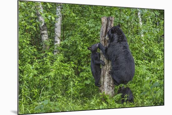 Minnesota, Sandstone, Black Bear Cub with Mother Climbing Tree Trunk-Rona Schwarz-Mounted Photographic Print