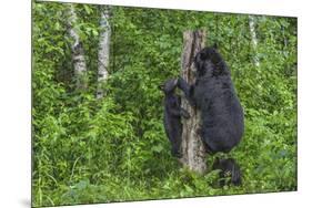 Minnesota, Sandstone, Black Bear Cub with Mother Climbing Tree Trunk-Rona Schwarz-Mounted Photographic Print