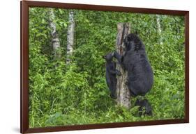 Minnesota, Sandstone, Black Bear Cub with Mother Climbing Tree Trunk-Rona Schwarz-Framed Photographic Print
