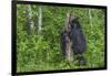 Minnesota, Sandstone, Black Bear Cub with Mother Climbing Tree Trunk-Rona Schwarz-Framed Photographic Print