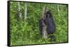 Minnesota, Sandstone, Black Bear Cub with Mother Climbing Tree Trunk-Rona Schwarz-Framed Stretched Canvas