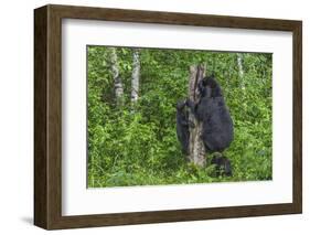 Minnesota, Sandstone, Black Bear Cub with Mother Climbing Tree Trunk-Rona Schwarz-Framed Photographic Print