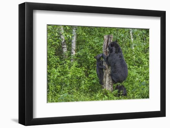 Minnesota, Sandstone, Black Bear Cub with Mother Climbing Tree Trunk-Rona Schwarz-Framed Photographic Print