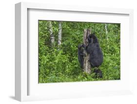 Minnesota, Sandstone, Black Bear Cub with Mother Climbing Tree Trunk-Rona Schwarz-Framed Photographic Print