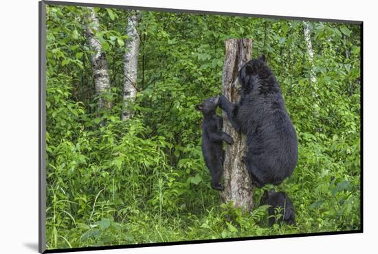 Minnesota, Sandstone, Black Bear Cub with Mother Climbing Tree Trunk-Rona Schwarz-Mounted Photographic Print