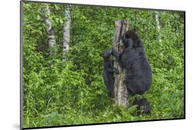 Minnesota, Sandstone, Black Bear Cub with Mother Climbing Tree Trunk-Rona Schwarz-Mounted Photographic Print