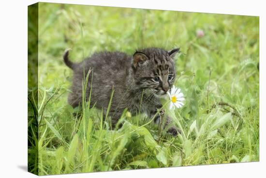 Minnesota, Sandstone, Bobcat Kitten in Spring Grasses with Daisy-Rona Schwarz-Stretched Canvas