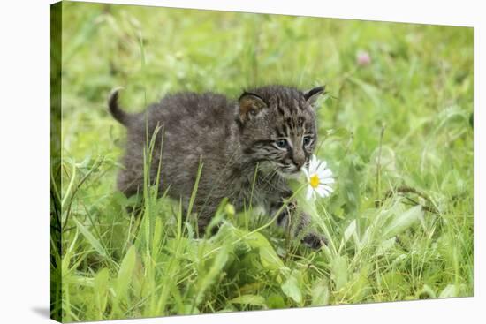 Minnesota, Sandstone, Bobcat Kitten in Spring Grasses with Daisy-Rona Schwarz-Stretched Canvas
