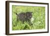 Minnesota, Sandstone, Bobcat Kitten in Spring Grasses with Daisy-Rona Schwarz-Framed Photographic Print