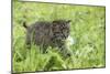 Minnesota, Sandstone, Bobcat Kitten in Spring Grasses with Daisy-Rona Schwarz-Mounted Photographic Print