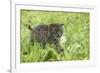 Minnesota, Sandstone, Bobcat Kitten in Spring Grasses with Daisy-Rona Schwarz-Framed Photographic Print